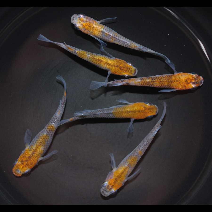 朱白虎三色 メダカ めだか （M～Lサイズ） 3ペア / メダカ販売 めだか