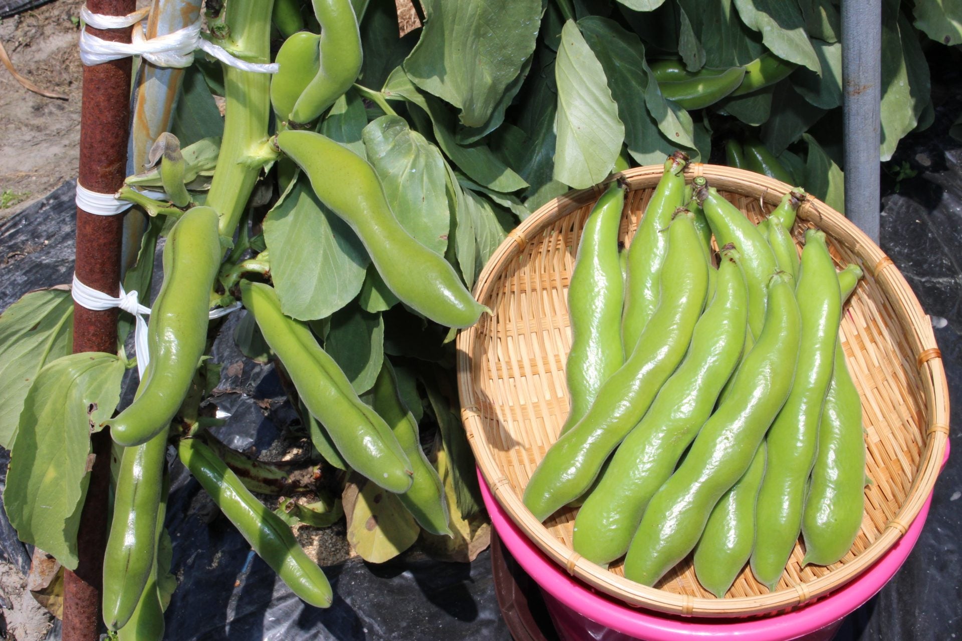 道後焼酎 松山一寸そらまめ 720ml – 水口酒造公式オンラインショップ