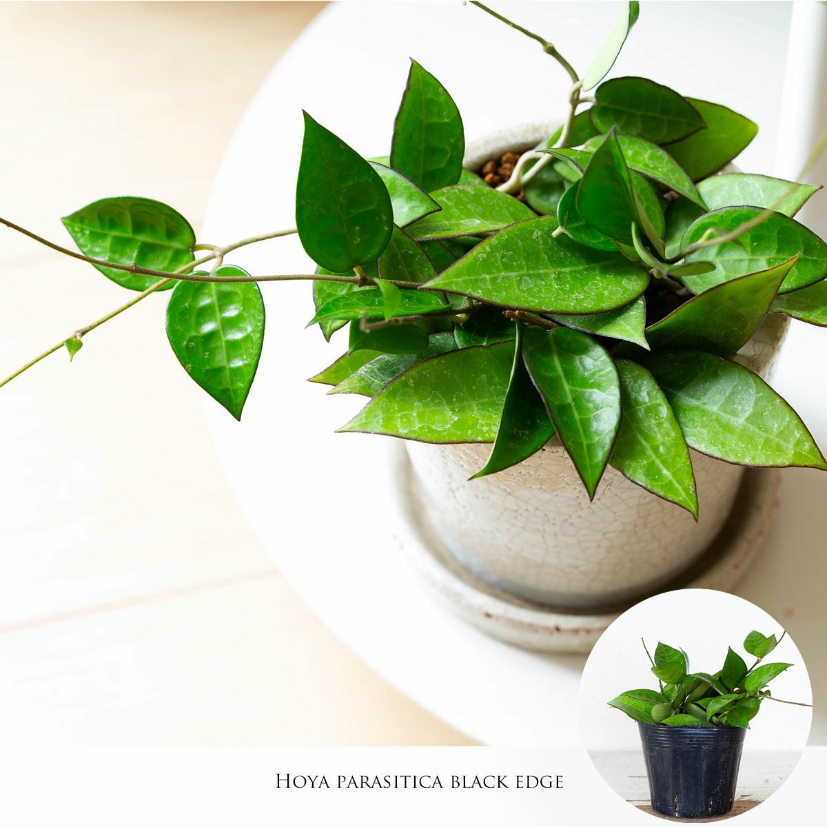 ホヤ(パラシティカ)ブラックエッジ亀の甲羅みたいな葉脈｜e-花屋