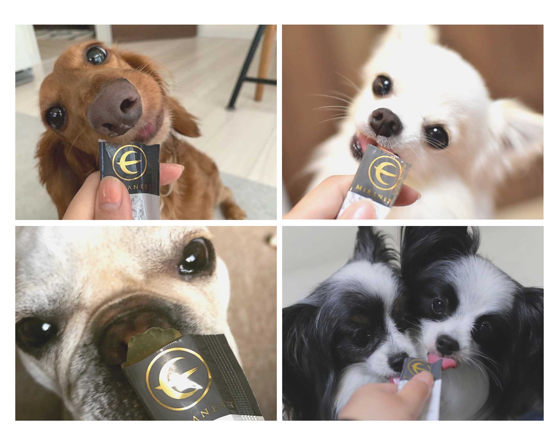 MIRANESTより「ミラネストゼリースティック FOR DOG」発売 - ツバメの