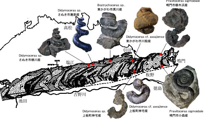 阿讃山地から産出するノストセラス科アンモナイト