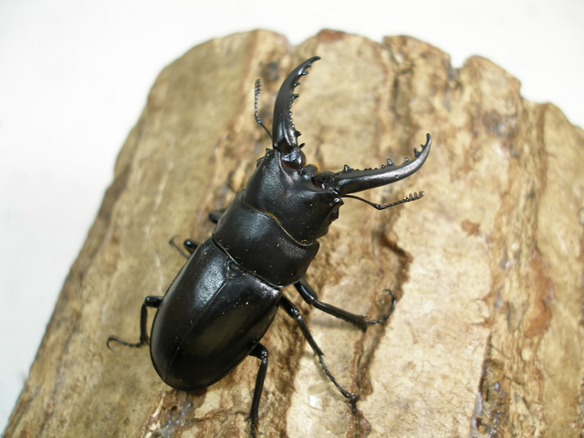 ハチジョウノコギリクワガタ