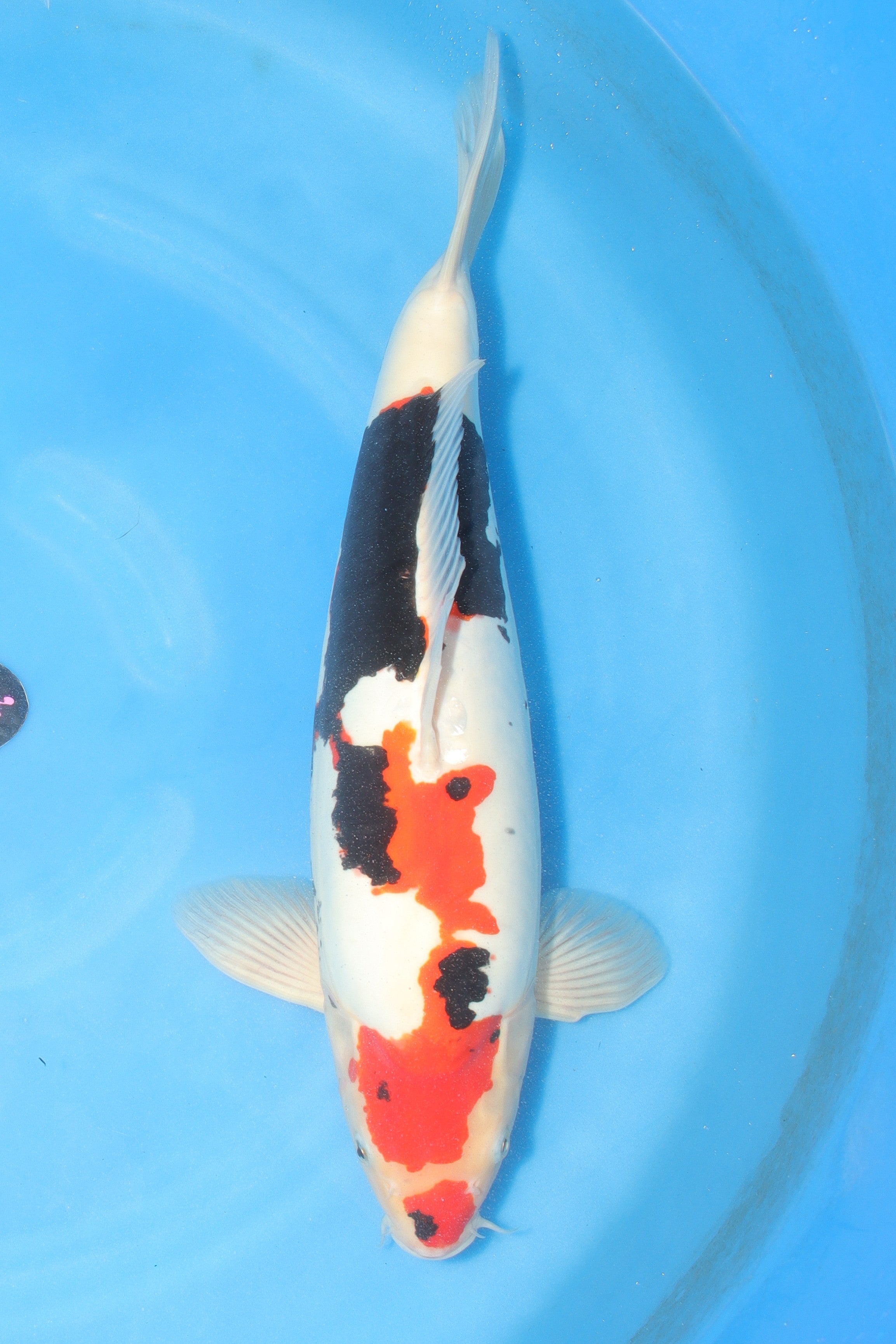 IMG_6985.jpg?v=1763592254&