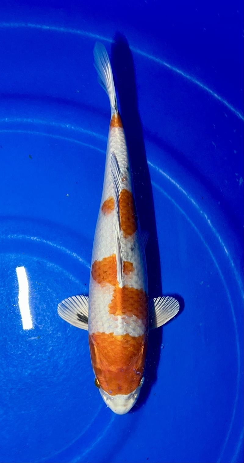 錦鯉の木製彫刻 赤黒白 錦鯉の木製彫刻 赤黒白