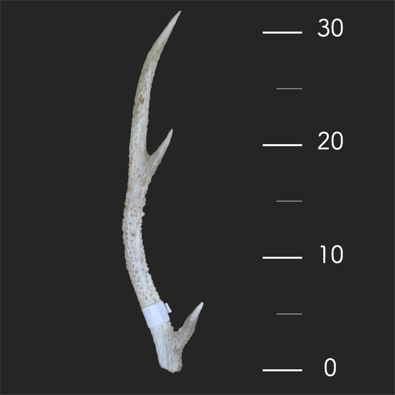 グッズを購入する ｜ 一般財団法人奈良の鹿愛護会