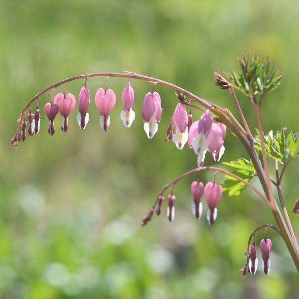 Old Fashioned Bleeding Heart | Buy at NatureHills.com