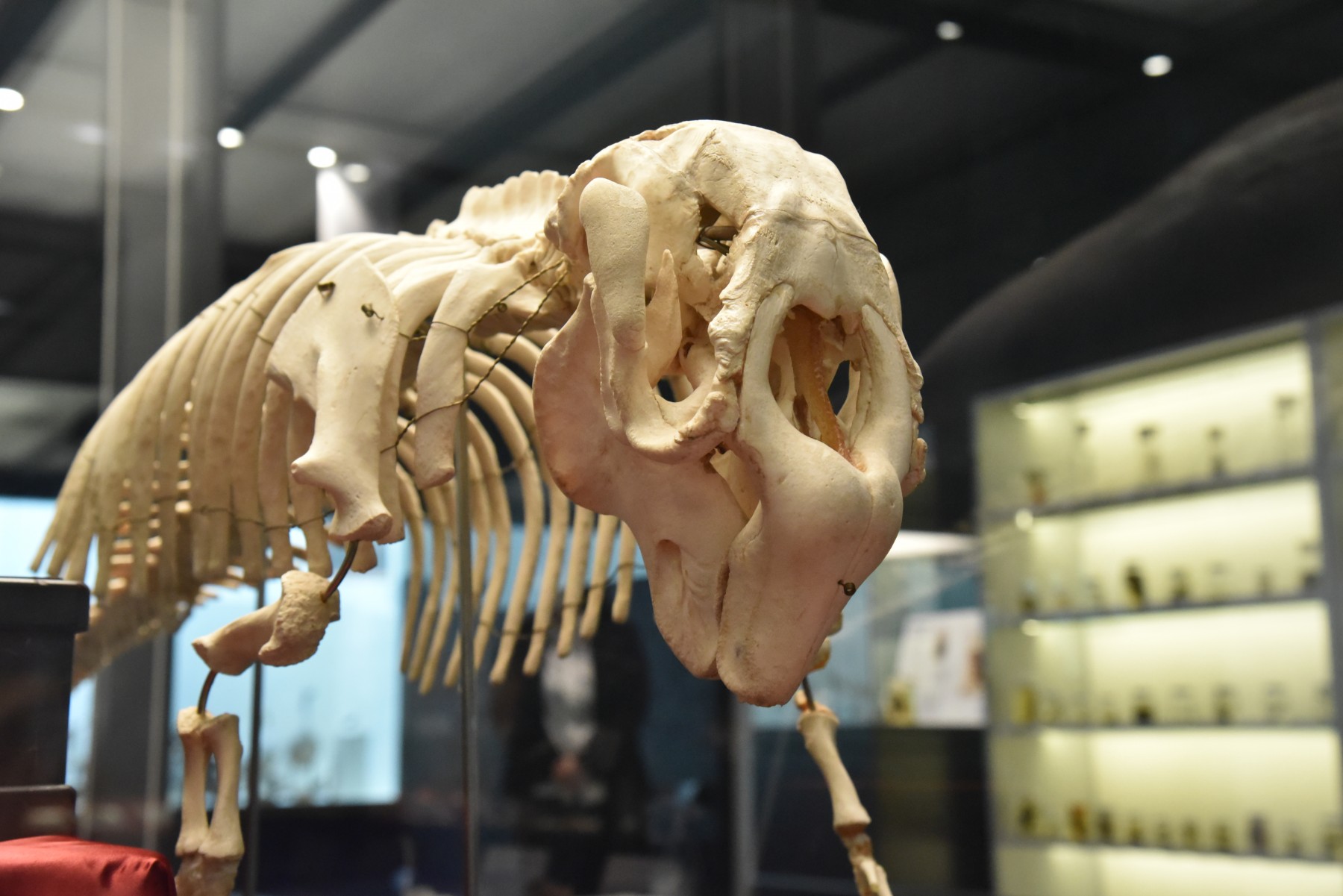 いのちのカタチ展―好奇心の標本箱― | 展覧会 | 沖縄県立博物館・美術館