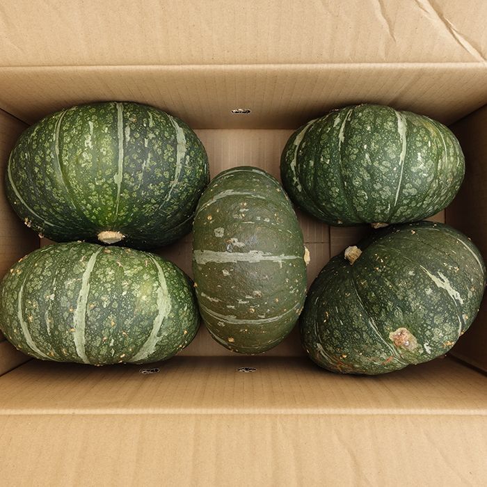 沖縄県産 フルーツ 島野菜 南瓜 pumpkin