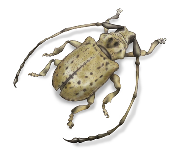 サソリカミキリ（Onychocerus albitarsis）・川崎悟司イラスト集