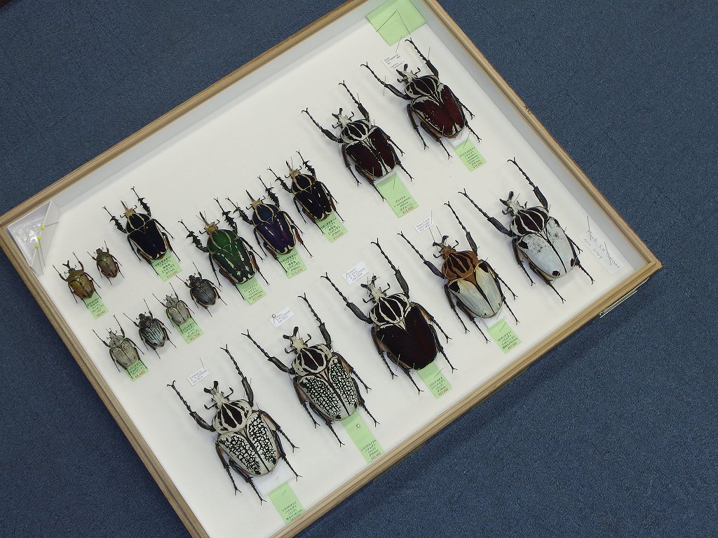 大型のゴライアスオオツノハナムグリなどが入っている標本箱です。特に