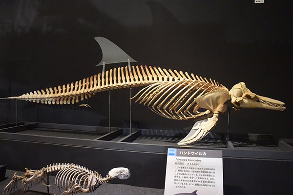 希少】値下げ！イルカ スナメリ10本セット 背骨 椎骨 標本 骨格標本