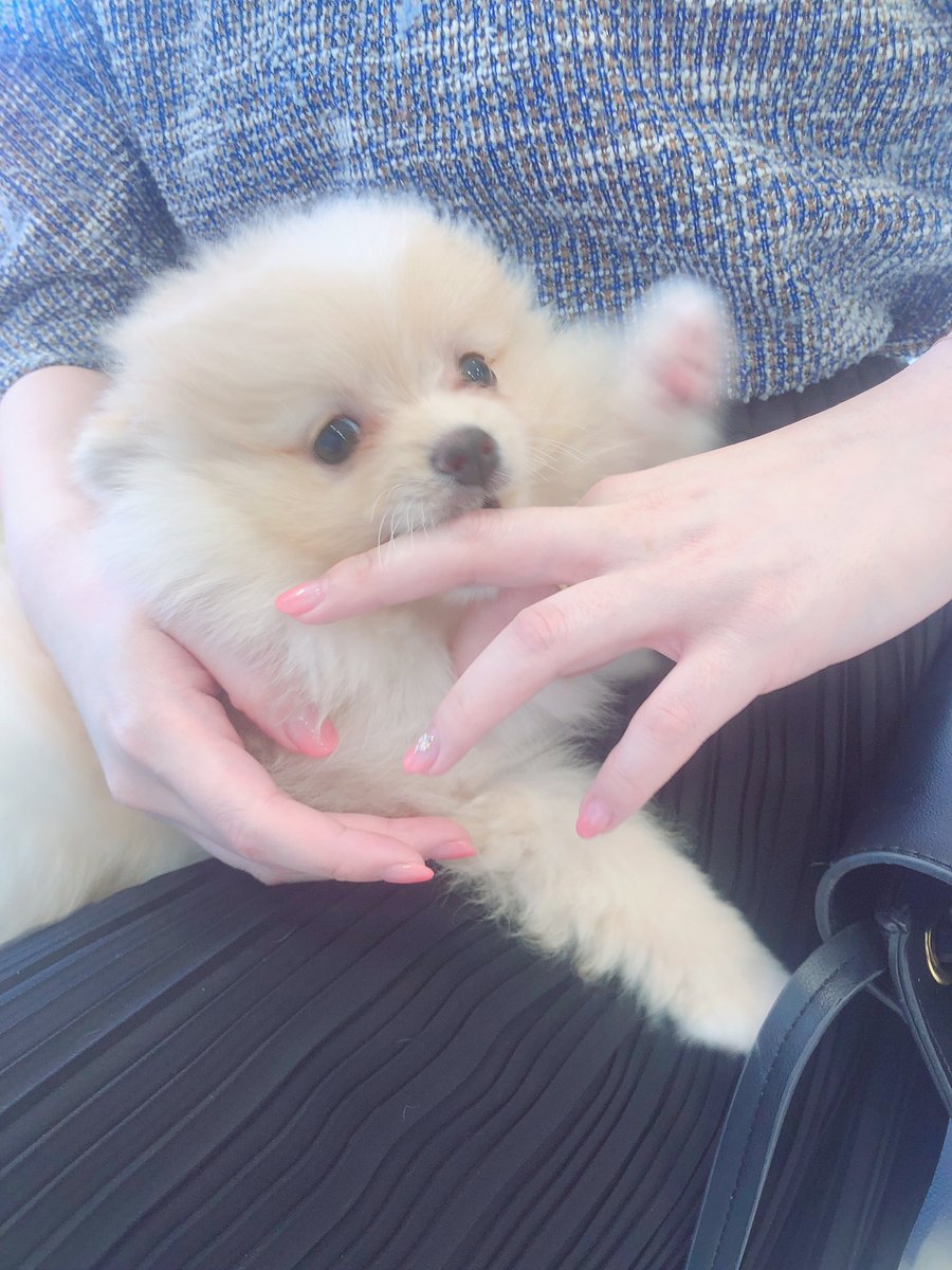 先日ぽめちゃんを見に行ってきたんですが、 この子、ポメラニアンと