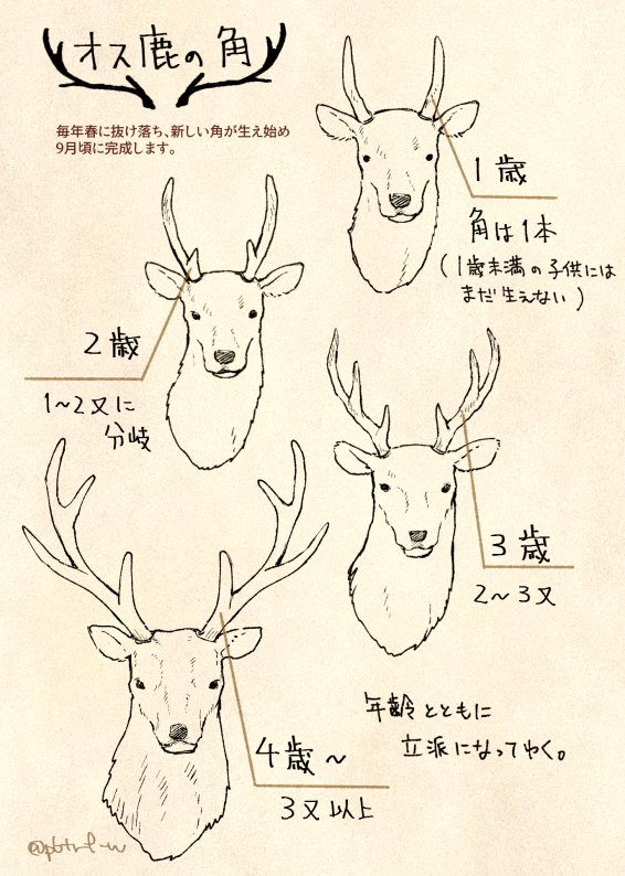 鹿の角は美しいですね