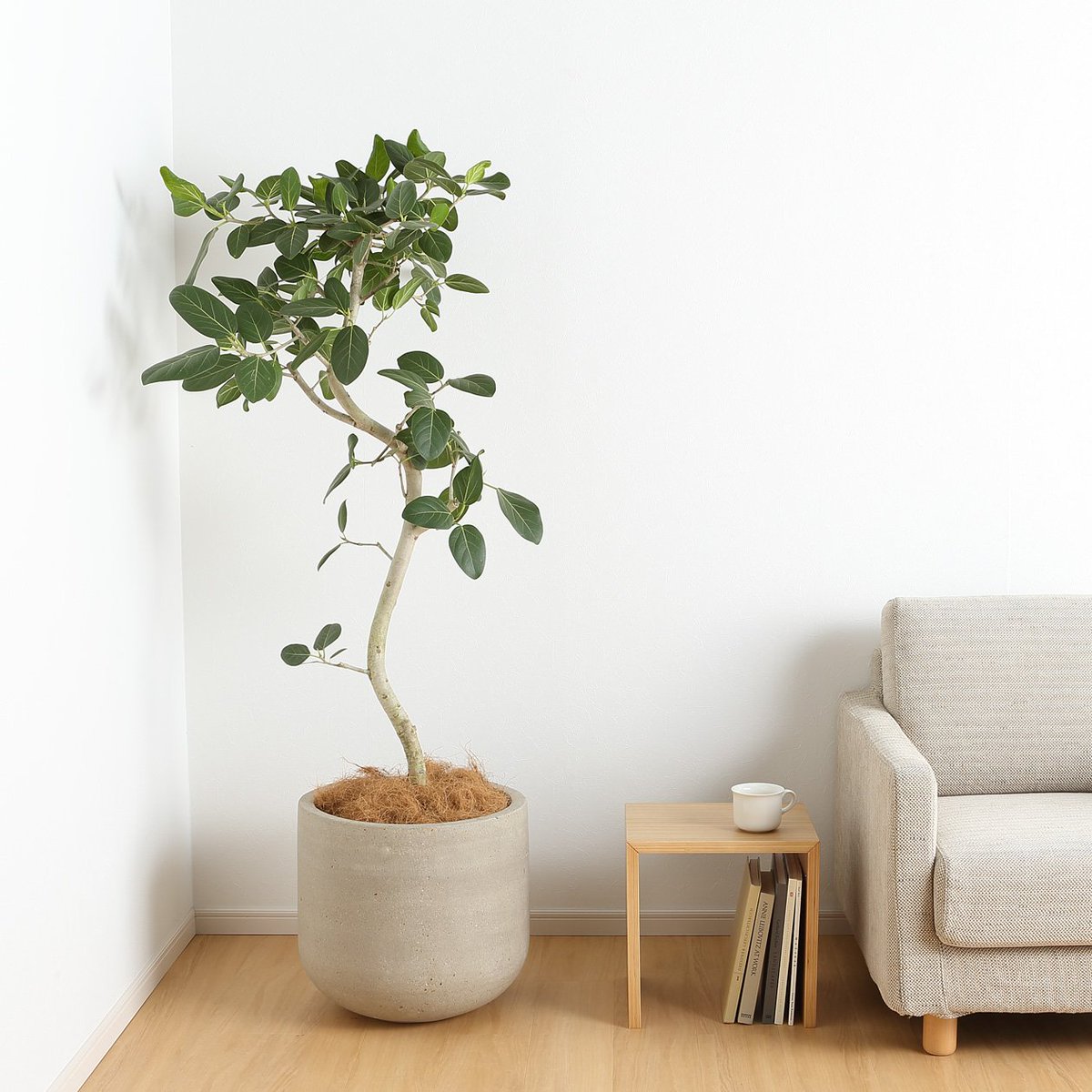 無印良品　セメント鉢　カバー　プランターカバー