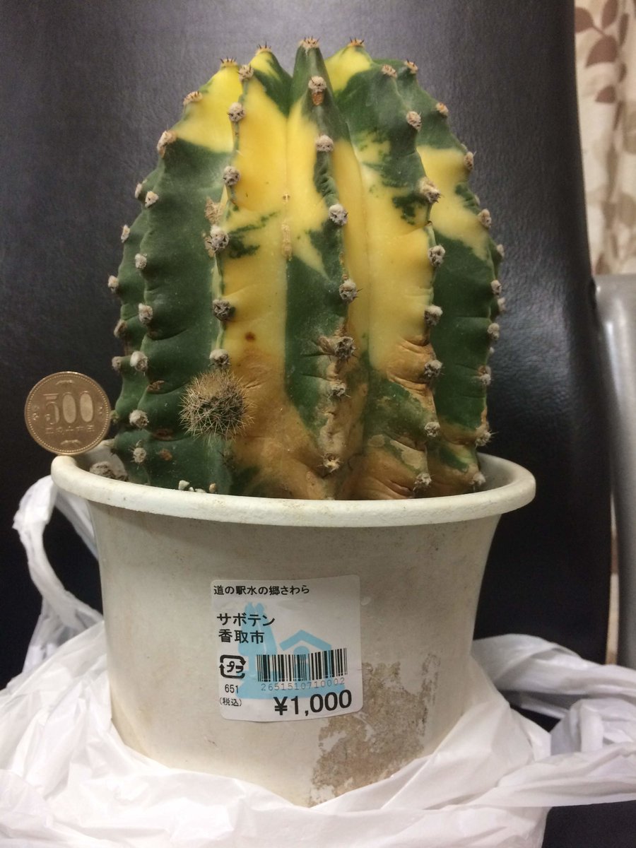 えぇ・・・ ＃サボテン 名称不明な ＃柱サボテン ＃斑入り ＃錦