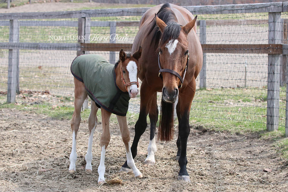 ジェンティルドンナの5番仔は元気いっぱいの女の子！初めて外に出た