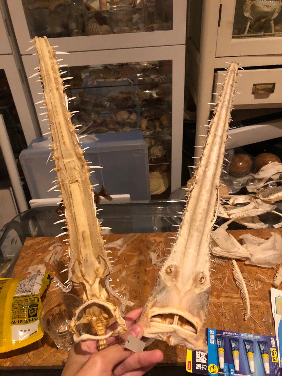 ノコギリザメが増えました 左が骨格標本 右が今回来た肉付きの標本です