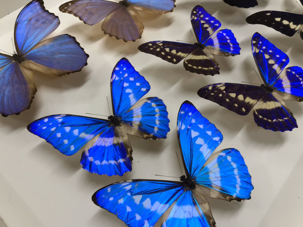 新着標本】 ヘレナモルフォ、キプリスモルフォ、ディディウスモルフォ