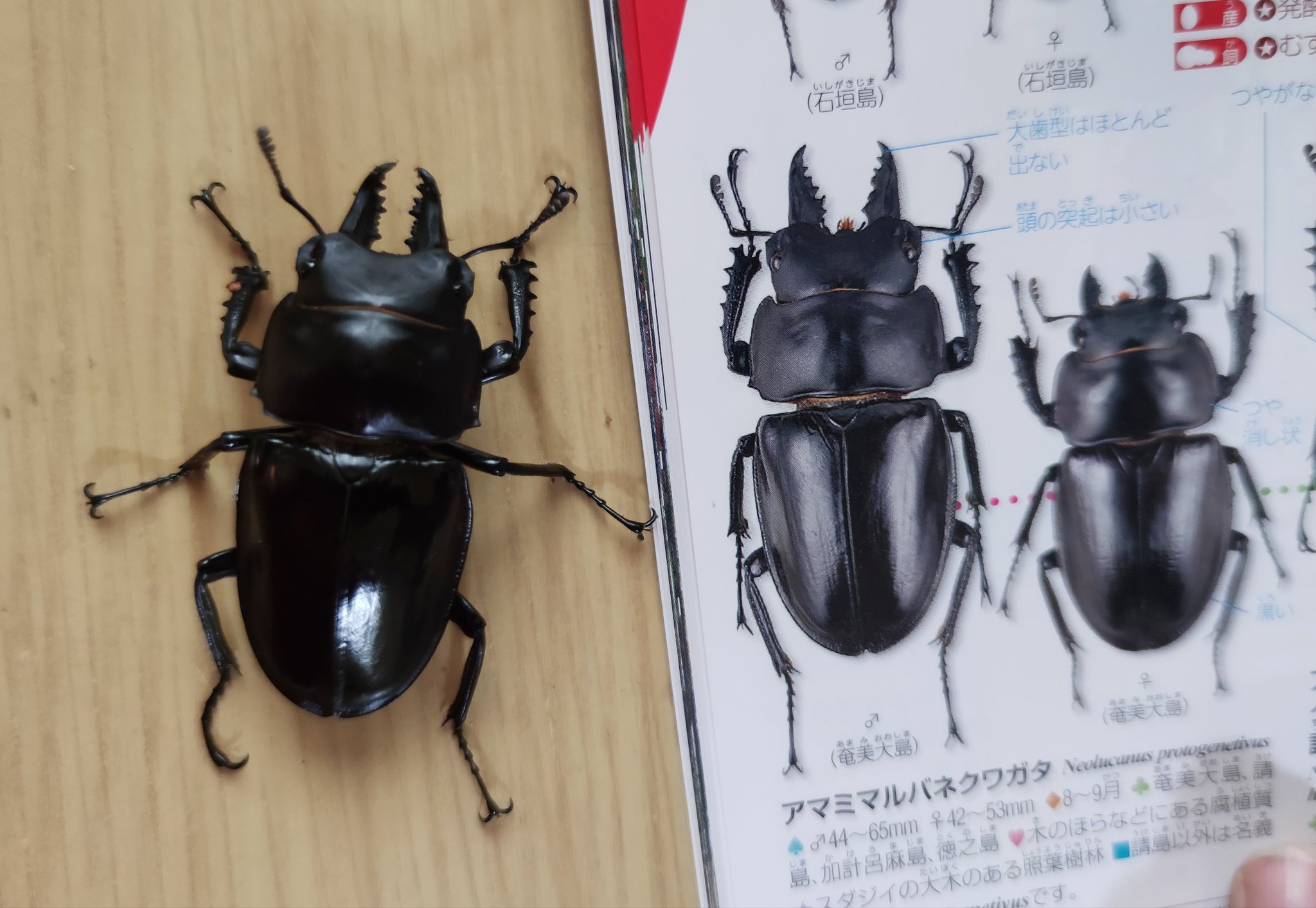 奄美大島産アマミマルバネクワガタ 野外品標本 奄美大島産アマミ