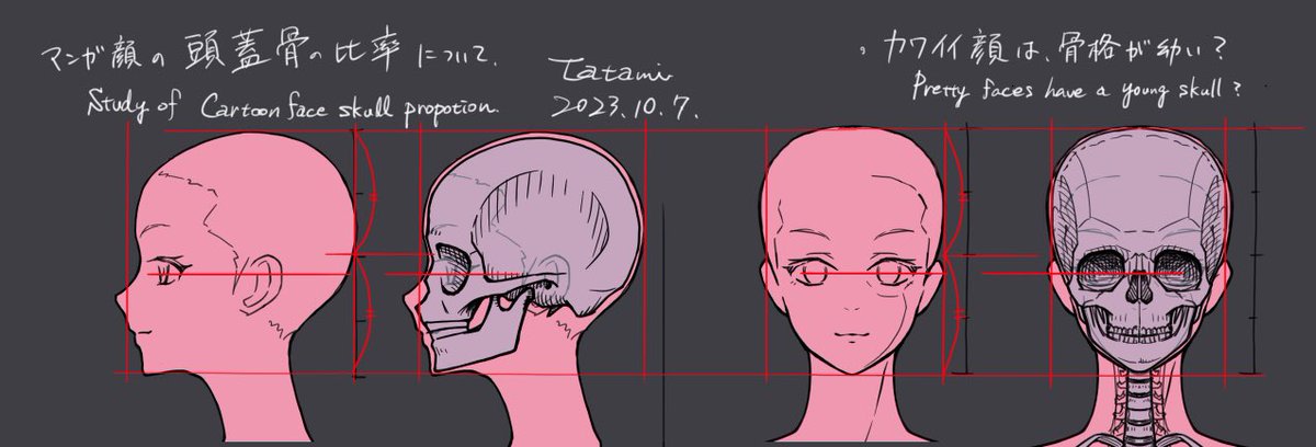 美少女マンガ絵の、顔の骨のスタディ。 成人より眼窩の位置が低く、顎