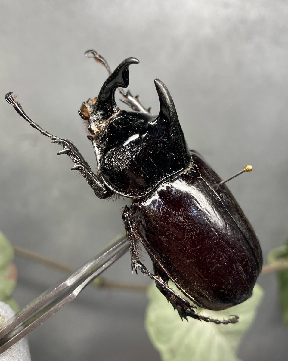 ヤフオク！出品予定商品紹介】 ガボンより得られたガボンオオカブト