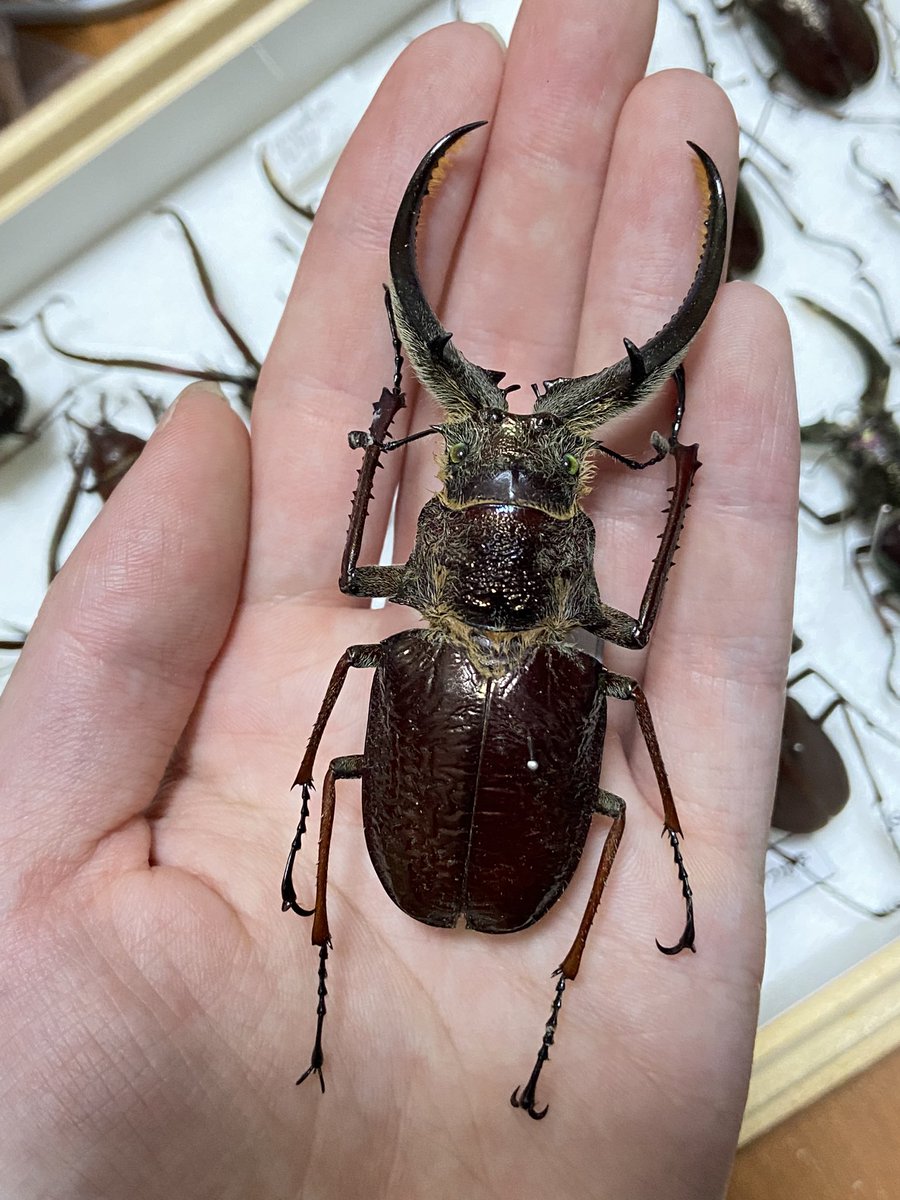 めちゃくちゃでかい フェイスタメルシワバネクワガタ コガシラクワガタ