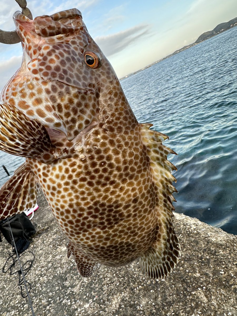 それでも釣りに (@uZON8xiPdNcc4Mb) / Posts / X