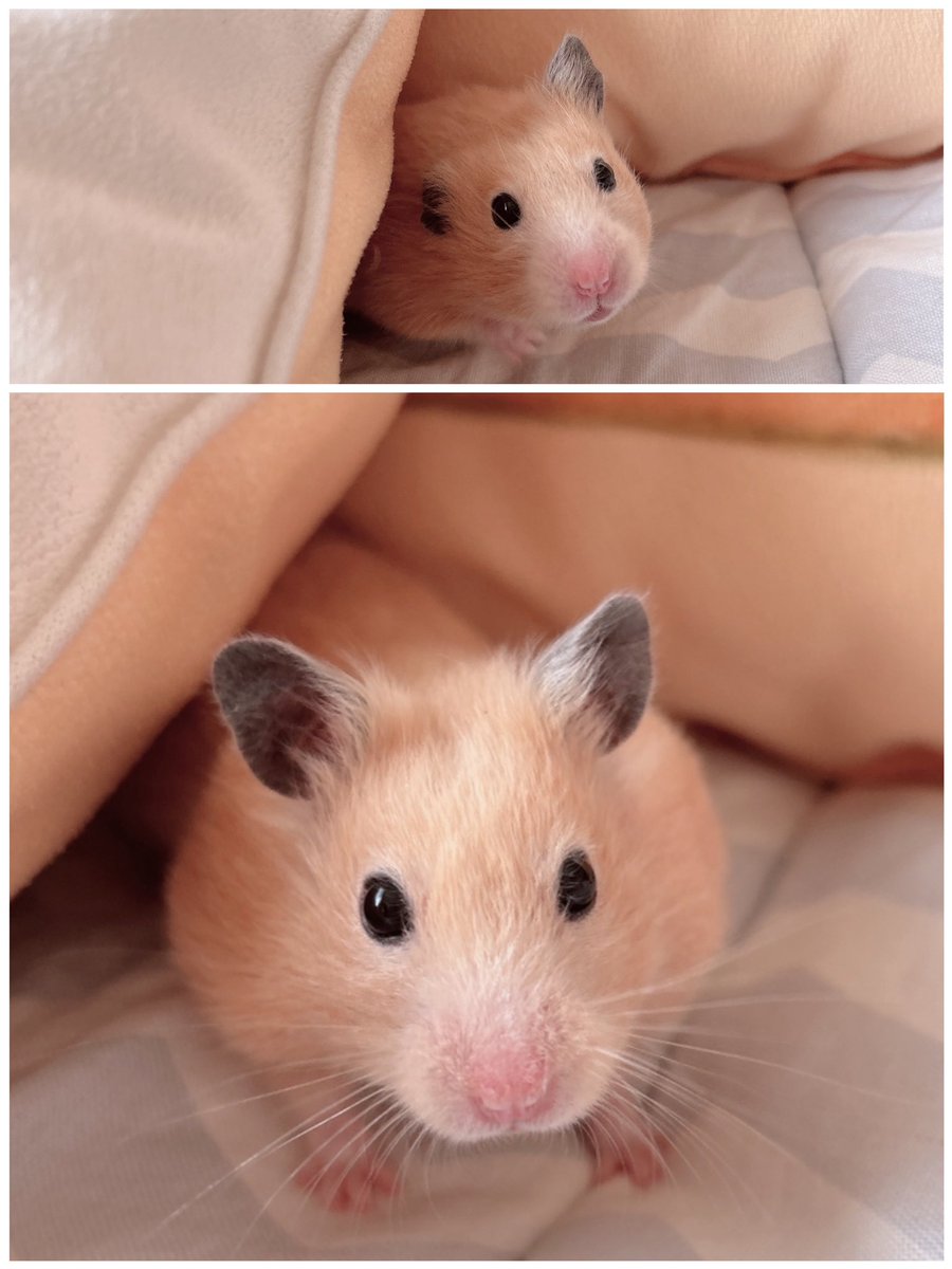 きんくま (@ham0901) / Posts / X