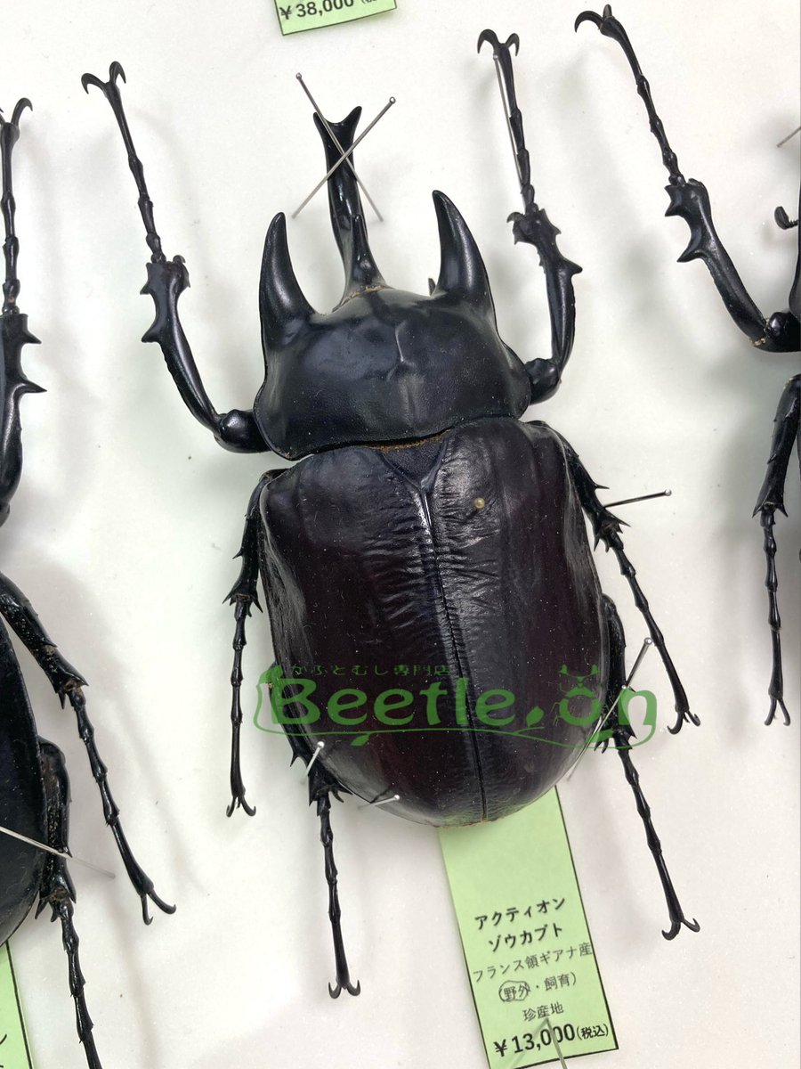 珍産地フランス領ギアナ産のアクティオンゾウカブトを店頭にて販売中