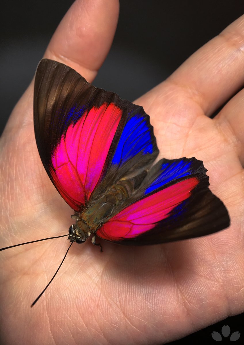 こちらはベアタミイロタテハです。深く青い翅を持ち、そのまわりは水色