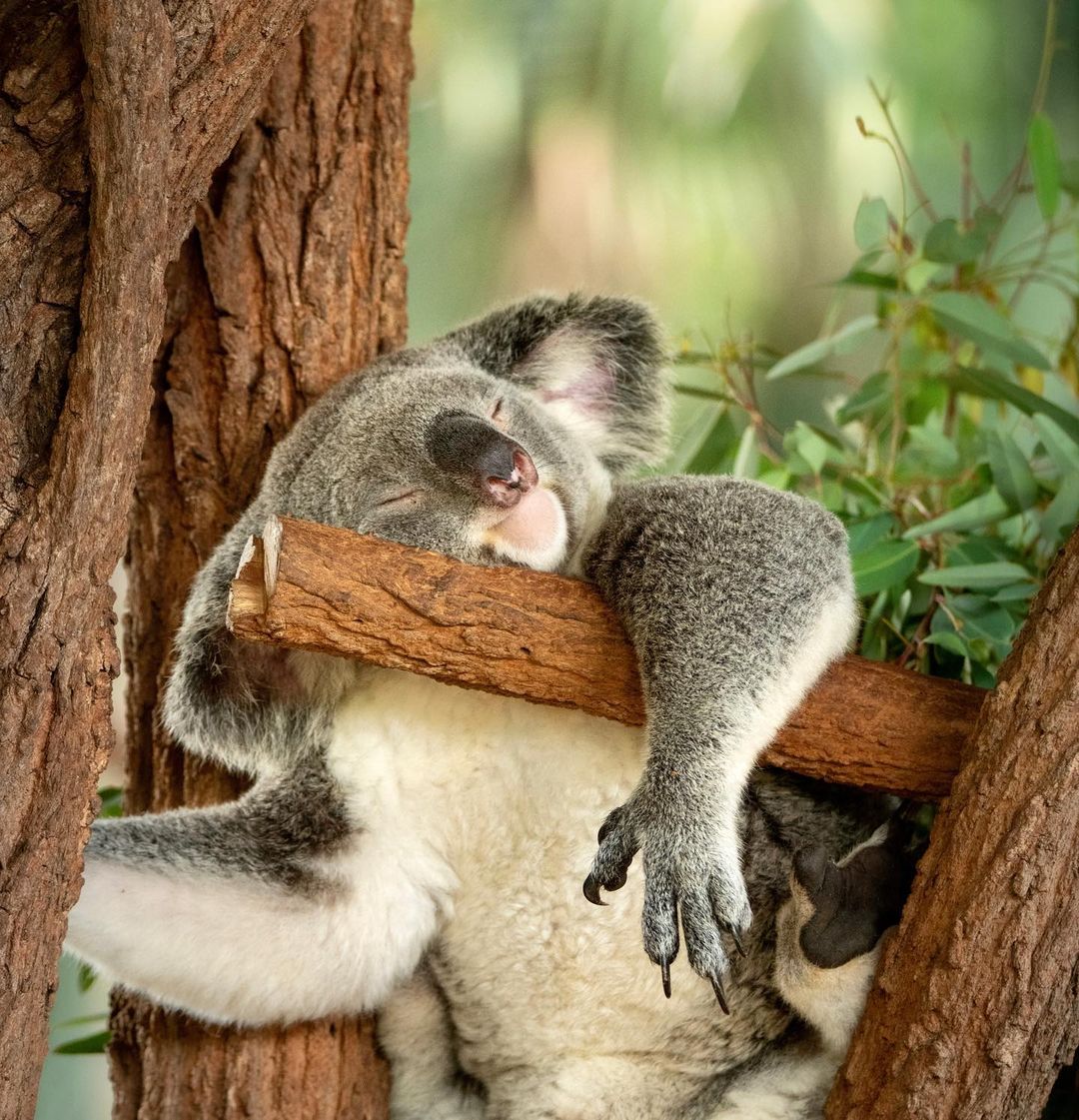 春眠暁を覚えZZZZZZなコアラちゃんたちに萌えキュン 📸 @AustraliaZoo