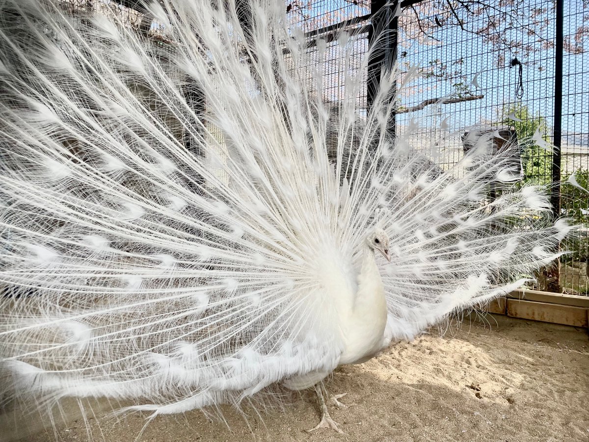 インドクジャク♂の白変種個体です。 純白のドレスを身にまとっている