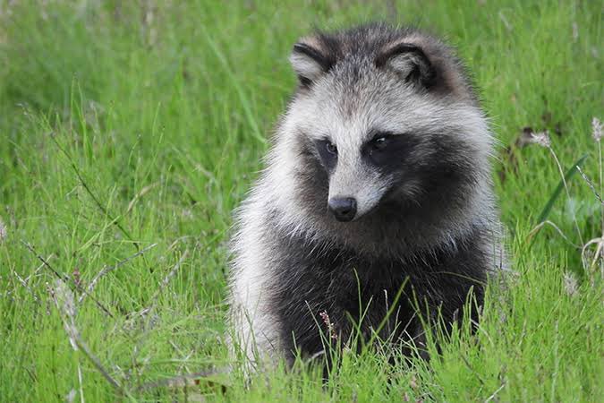 実はタヌキって日本でめちゃくちゃポピュラーな動物だけど、生息してい