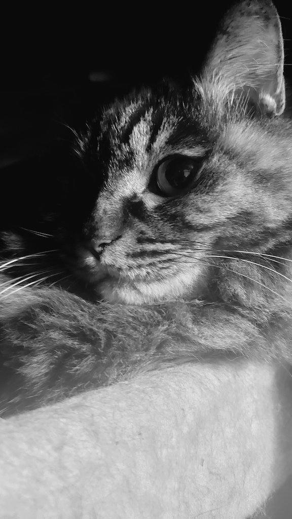 Post by a1857🐈️.bintroll on X: 猫の日らしい😎