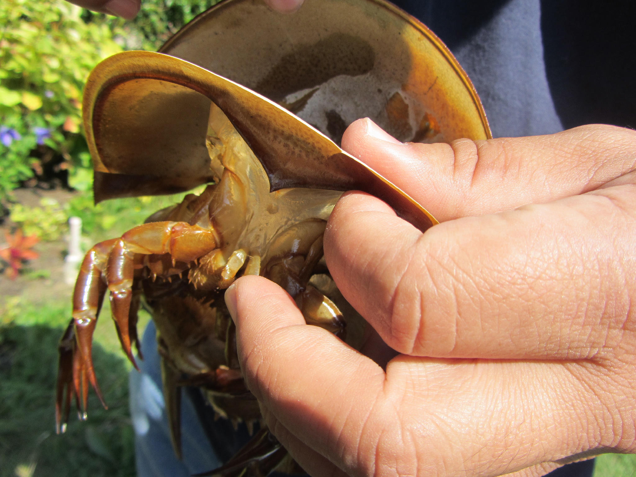 野生 カブトガニ 脱皮殻 約45cm 野生 カブトガニ 脱皮殻 約45cm 野生