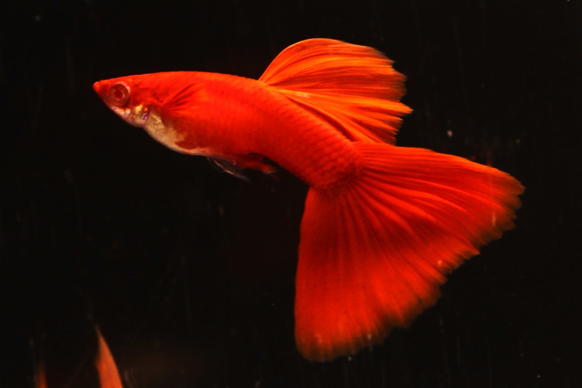 まっちゃん (@hirofish621) / Posts / X