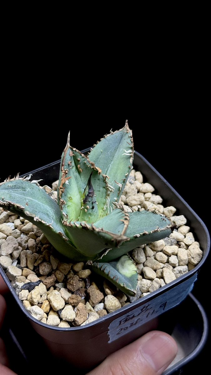 アガベ初心者 (@takashi39884) / Posts / X