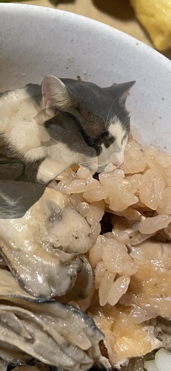 らいおん丸 (@lionmaru_046) / Posts / X