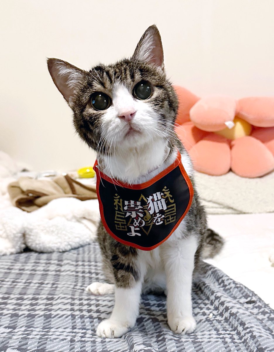 猫千代 0606 猫千代 0606 Amazon.co.jp: Z/X (ゼクス) -Zillions of