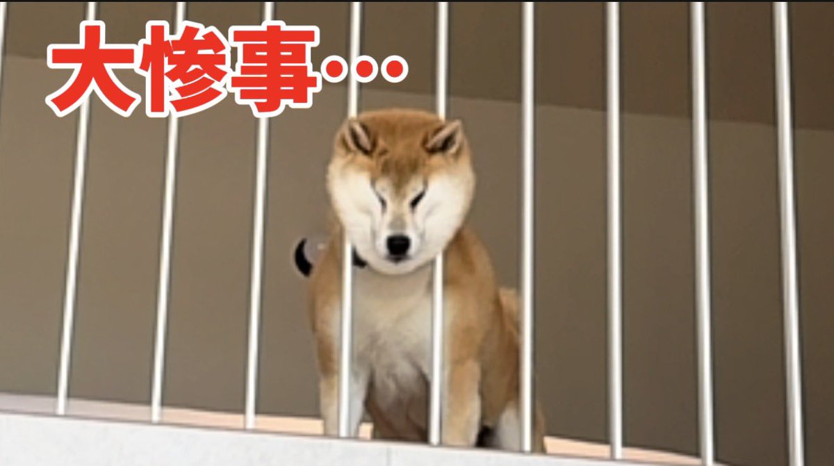 もちごめ兄弟 (@mochigome810) / Posts / X