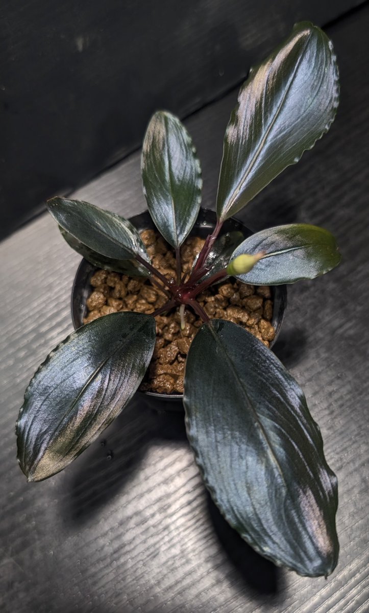 実生ブセ】Bucephalandra cv.