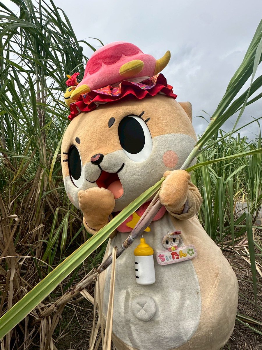 くりぃむ☆치탄⭐️크림☆ (@chiitan_cream) / Posts / X