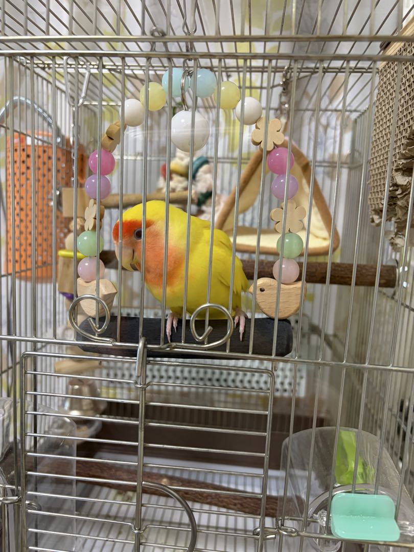 まる備長炭止まり木工房 (@marutomarigi) / Posts / X