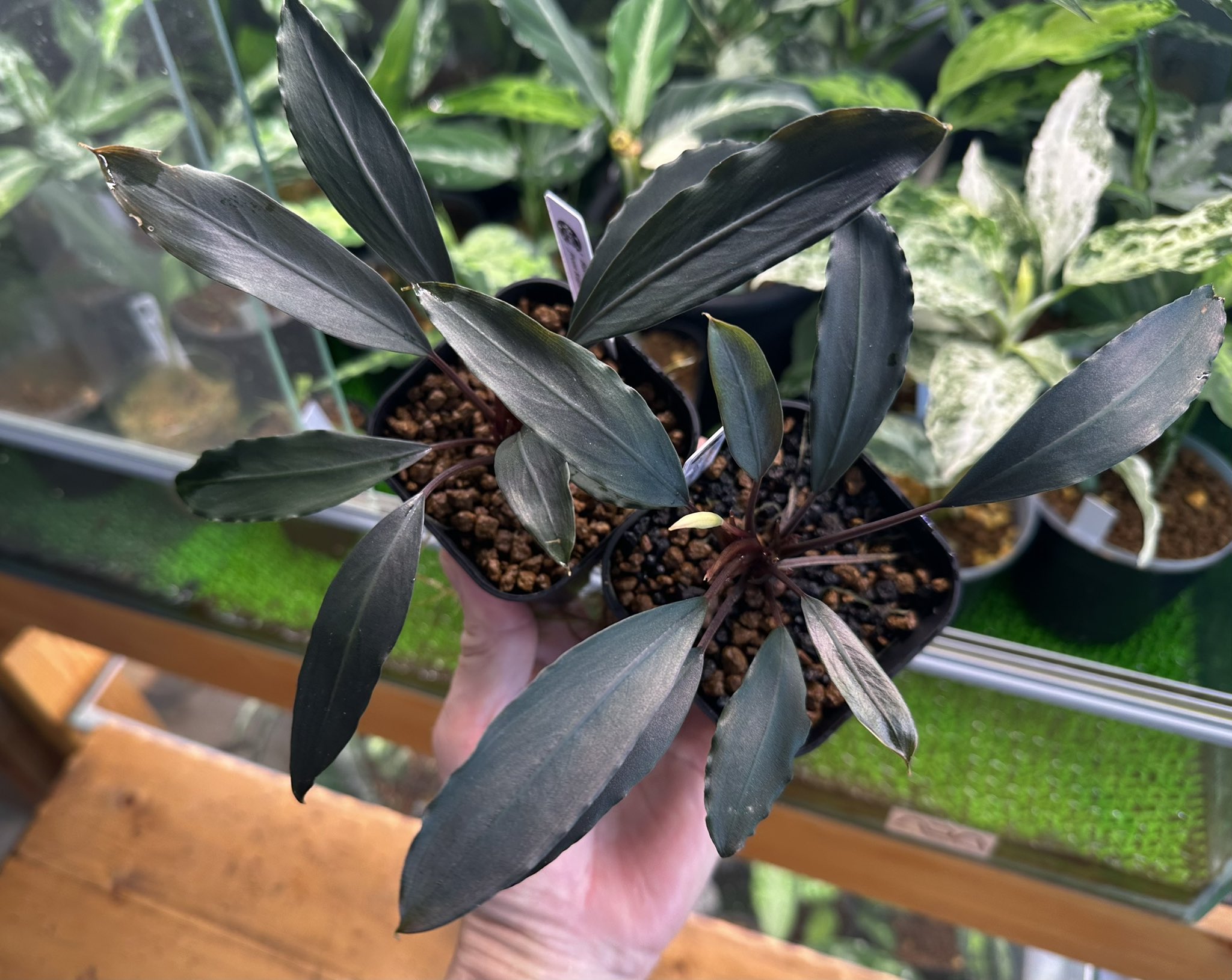 水中葉】ブセファランドラ sp.Black Wave【流木付き】 水中葉