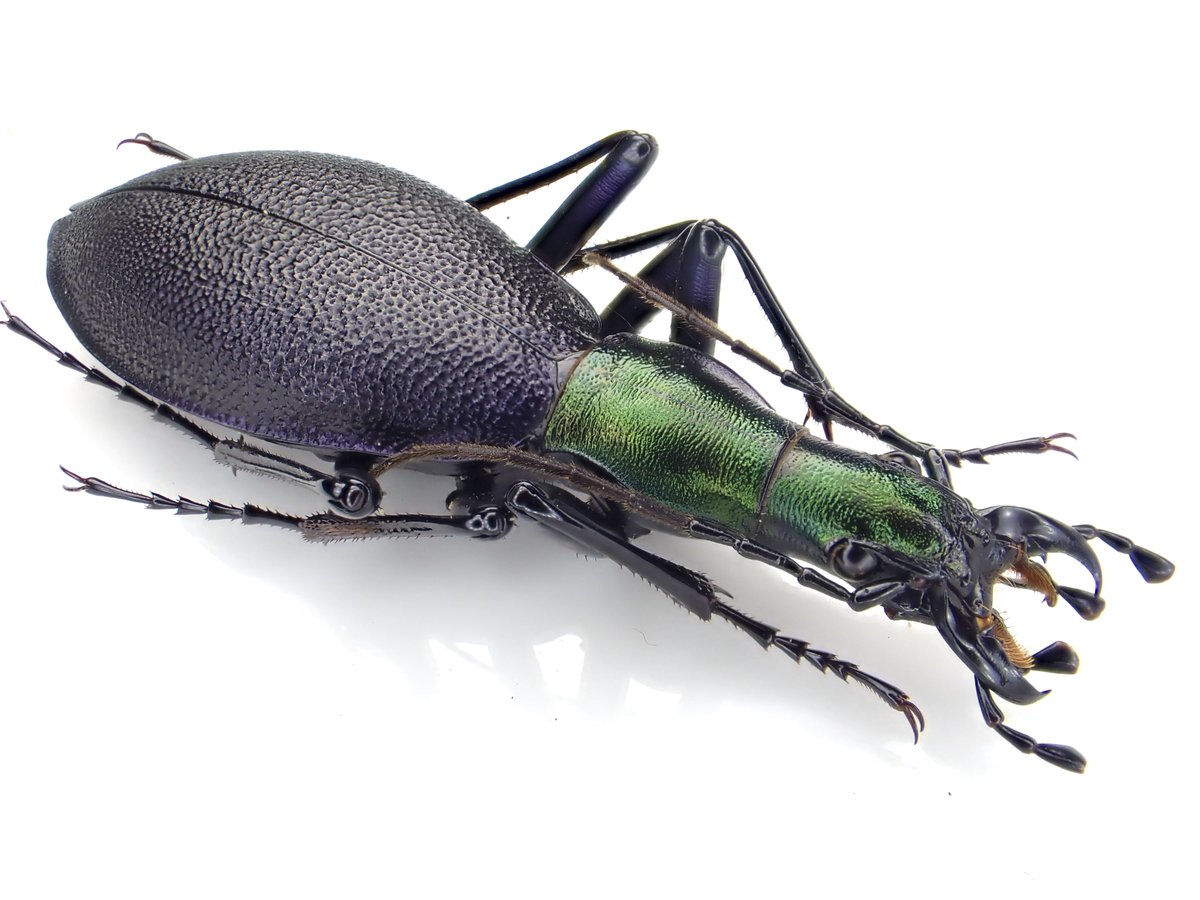 ブルーで凄く美しいカブリモドキ！ ブルーで凄く美しいカブリモドキ