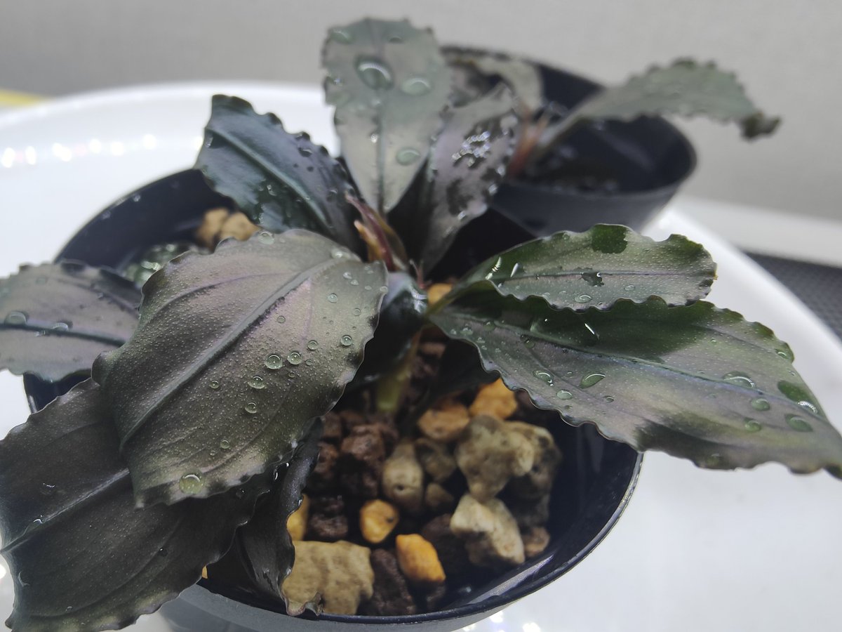 G*k様 ブセファランドラ Motleyana 新芽沢山あり 5株トリム可能 G*k様