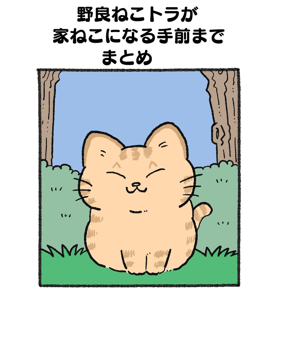 野良ねこトラが家ねこになる手前までまとめ🐱 この続きは「その763