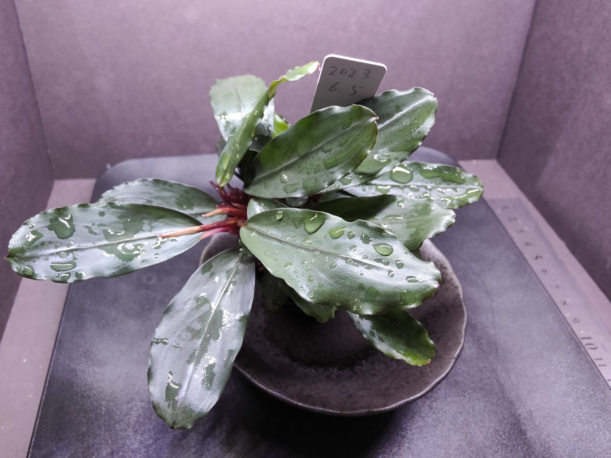 オ*ガ様 Bucephalandra sp Red walts Bucephalandra sp Red walts