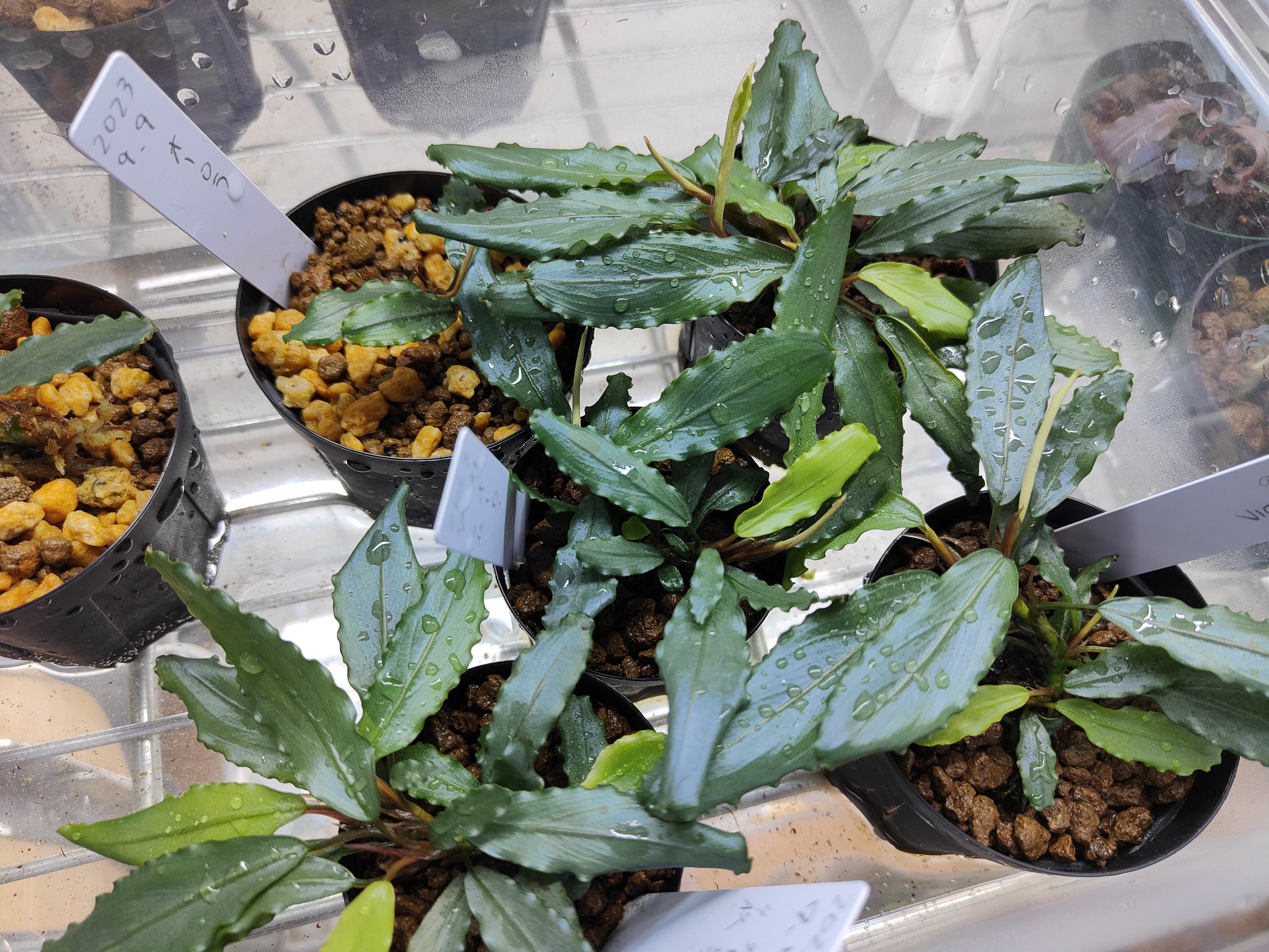 Bucephalandra sp. Aurora KN便 水上葉 ブセファランドラ オーロラ