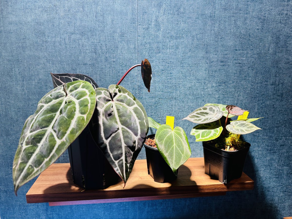 アンスリウムの高級園芸品種メモ🌱 頑張れば入手できる品種の情報共有